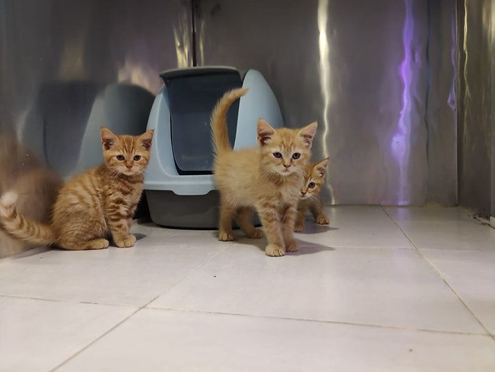 Купить British ShortHair Kittens - 3500Dh - Ref: 10140 фото 1