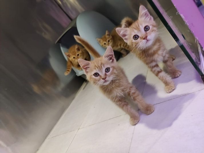 Купить British ShortHair Kittens - 3500Dh - Ref: 10140 фото 3