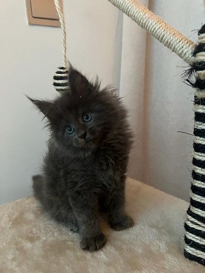 Купить Mainecoon kitten - 12000Dh - Ref: 10141 фото 1