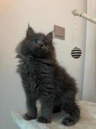 Купить Mainecoon kitten - 12000Dh - Ref: 10141 фото 2