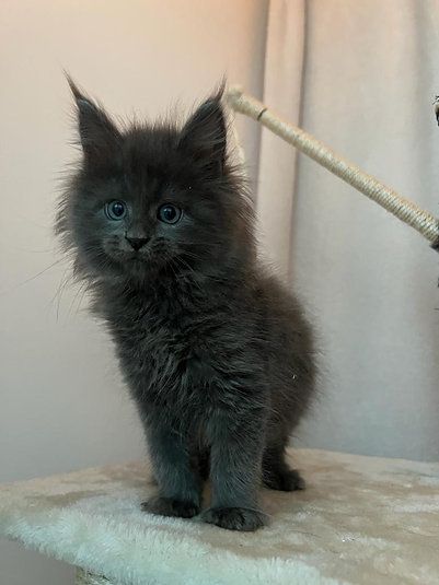 Купить Mainecoon kitten - 12000Dh - Ref: 10141 фото 3