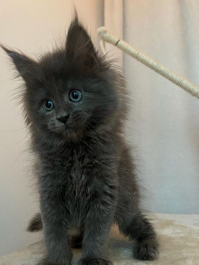 Купить Mainecoon kitten - 12000Dh - Ref: 10141 фото 4
