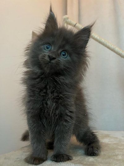 Купить Mainecoon kitten - 12000Dh - Ref: 10141 фото 5