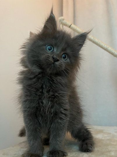 Купить Mainecoon kitten - 12000Dh - Ref: 10141 фото 6
