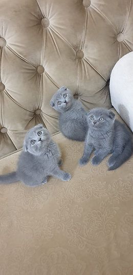 Купить Scottish Fold Kittens - 4000Dh - Ref: 10143 фото 1