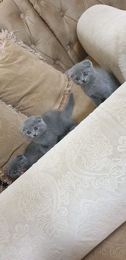 Купить Scottish Fold Kittens - 4000Dh - Ref: 10143 фото 2
