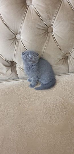 Купить Scottish Fold Kittens - 4000Dh - Ref: 10143 фото 3