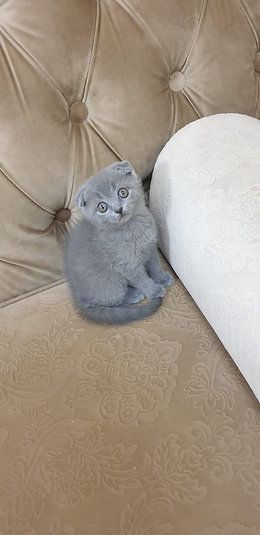 Купить Scottish Fold Kittens - 4000Dh - Ref: 10143 фото 4