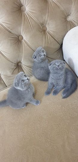 Купить Scottish Fold Kittens - 4000Dh - Ref: 10143 фото 5