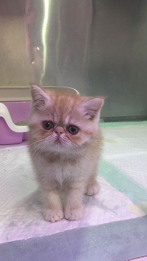 Купить Exotic ShortHair Male Kitten - 4000Dh - Ref: 10144 фото 1