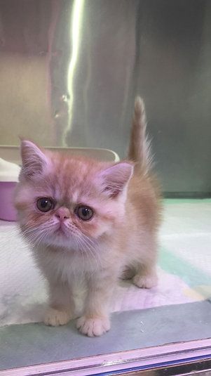 Купить Exotic ShortHair Male Kitten - 4000Dh - Ref: 10144 фото 2