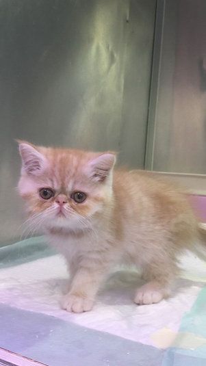 Купить Exotic ShortHair Male Kitten - 4000Dh - Ref: 10144 фото 3