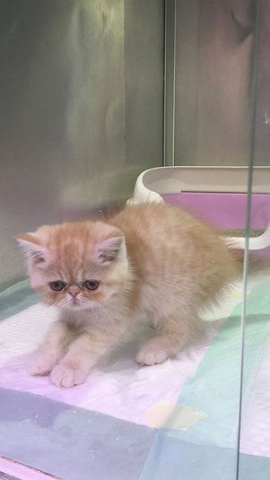 Купить Exotic ShortHair Male Kitten - 4000Dh - Ref: 10144 фото 4