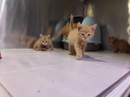 Купить British ShortHair Kittens - 3500Dh - Ref: 10140 фото 4