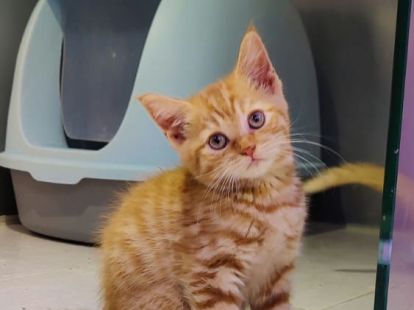 Купить British ShortHair Kittens - 3500Dh - Ref: 10140 фото 6