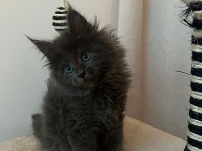 Купить Mainecoon kitten - 12000Dh - Ref: 10141 фото 1
