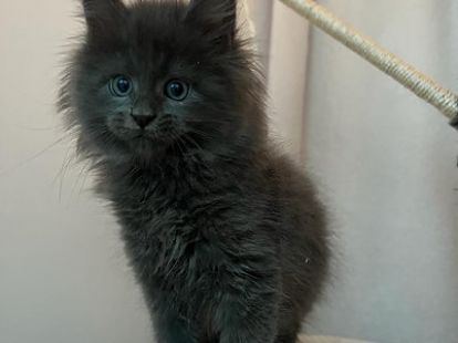 Купить Mainecoon kitten - 12000Dh - Ref: 10141 фото 3