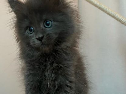 Купить Mainecoon kitten - 12000Dh - Ref: 10141 фото 4