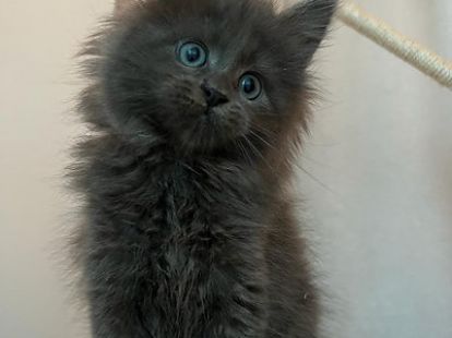 Купить Mainecoon kitten - 12000Dh - Ref: 10141 фото 6