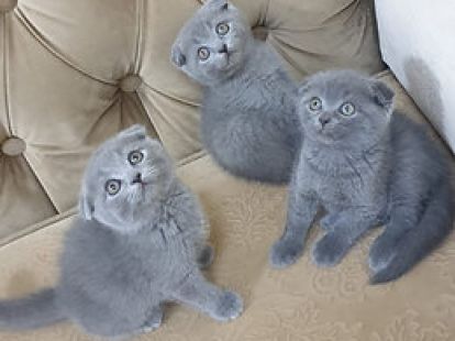 Купить Scottish Fold Kittens - 4000Dh - Ref: 10143 фото 1
