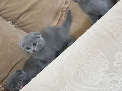 Купить Scottish Fold Kittens - 4000Dh - Ref: 10143 фото 2