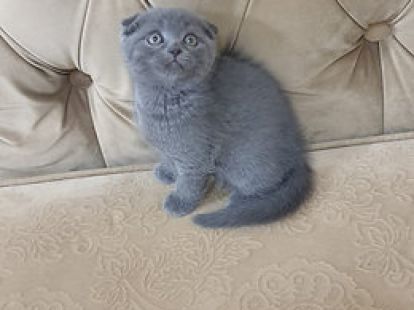 Купить Scottish Fold Kittens - 4000Dh - Ref: 10143 фото 3