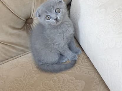 Купить Scottish Fold Kittens - 4000Dh - Ref: 10143 фото 4