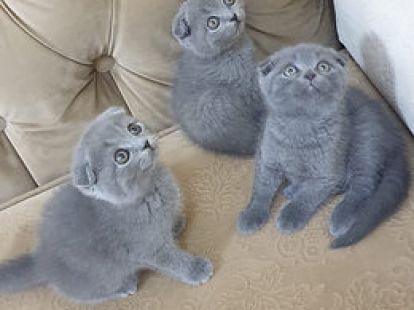 Купить Scottish Fold Kittens - 4000Dh - Ref: 10143 фото 5