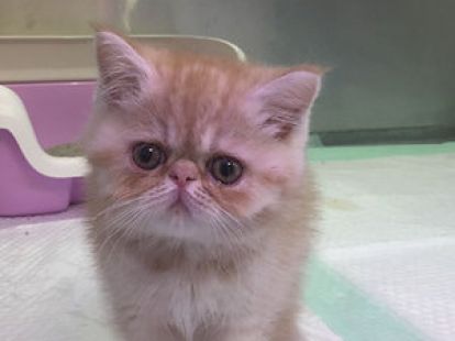 Купить Exotic ShortHair Male Kitten - 4000Dh - Ref: 10144 фото 1