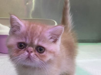 Купить Exotic ShortHair Male Kitten - 4000Dh - Ref: 10144 фото 2