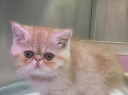 Купить Exotic ShortHair Male Kitten - 4000Dh - Ref: 10144 фото 3