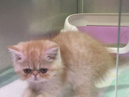 Купить Exotic ShortHair Male Kitten - 4000Dh - Ref: 10144 фото 4